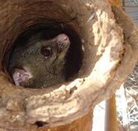 Mulga Sanctuary and Wildlife Park - Accommodation Bookings
