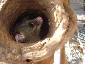 Mulga Sanctuary And Wildlife Park - Accommodation Bookings 0