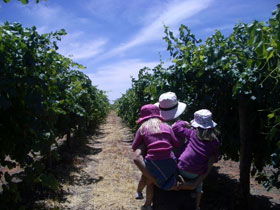 McLaren Vale Orchards - Accommodation Bookings 0