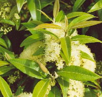 Tumbeela Native Bushfoods - Accommodation Bookings