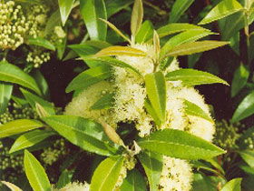 Tumbeela Native Bushfoods - Accommodation Bookings 0