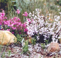 Stokes Bay Bush Garden - Accommodation Bookings