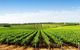 Aldinga Bay Winery - thumb 0