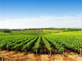 Aldinga Bay Winery - Accommodation Bookings 0