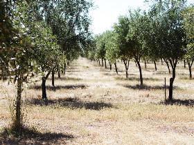 Talinga Grove Olive Oils - Accommodation Bookings 0