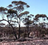 Clements Gap Conservation Park - Accommodation Bookings