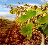 Mirabella Vineyards - Accommodation Bookings