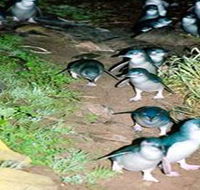 Penneshaw Penguin Centre - Accommodation Bookings
