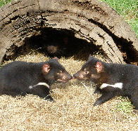 Wing's Wildlife Park - Accommodation Bookings