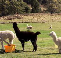 Maydena Country Cabins Accommodation  Alpaca Stud - Accommodation Bookings