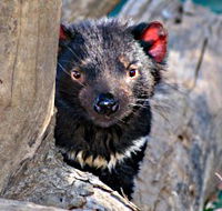 Trowunna Wildlife Sanctuary - Accommodation Bookings