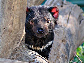 Trowunna Wildlife Sanctuary - Accommodation Bookings 0