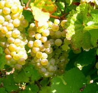 Winstead Vineyard - Accommodation Bookings