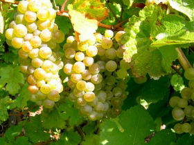 Winstead Vineyard - Accommodation Bookings 0