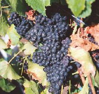 Darlington Vineyard - Accommodation Bookings