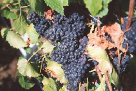 Darlington Vineyard - Accommodation Bookings 0