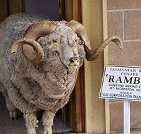 Tasmanian Wool Centre - Accommodation Bookings