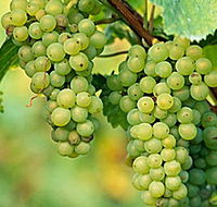 TP Vineyards - Accommodation Bookings