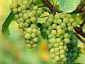 TP Vineyards - Accommodation Bookings 0
