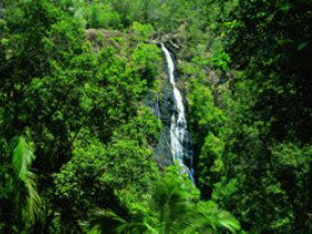 Kondalilla National Park - Accommodation Bookings 0