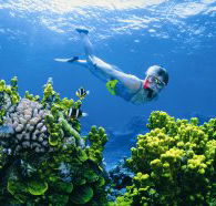 The Whale Dive Site - Accommodation Bookings