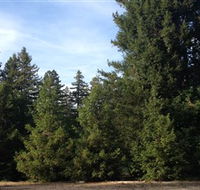 Pialligo Redwood Forest - Accommodation Bookings