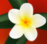 Well Retreat - Day Spa and Teahouse - Accommodation Bookings