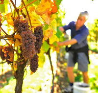 Native Point Wines - Accommodation Bookings