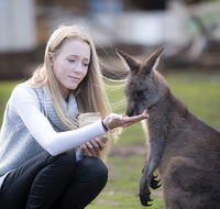 Bonorong Wildlife Sanctuary - Accommodation Bookings