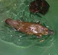 Platypus House - Accommodation Bookings