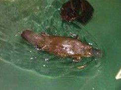 Platypus House - Accommodation Bookings 0