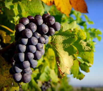 Cradoc TAS Accommodation Bookings