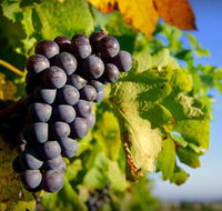 Panorama Vineyard - Accommodation Bookings