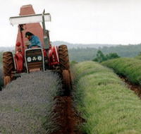 Bridestowe Lavender Farm - Accommodation Bookings