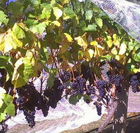 Palmara Vineyard - Accommodation Bookings
