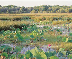 Fogg Dam Conservation Reserve - Accommodation Bookings 0