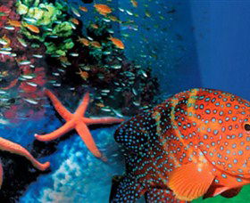 Indo Pacific Marine - Accommodation Bookings 0