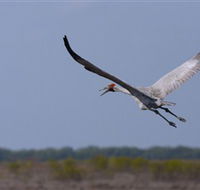 Gayngaru Wetlands Interpretive Walk - Accommodation Bookings