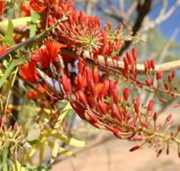 Olive Pink Botanic Garden - Accommodation Bookings