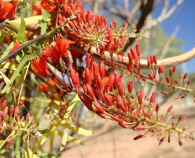 Olive Pink Botanic Garden - Accommodation Bookings 0