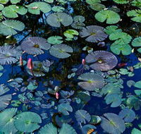 Pine Creek Water Gardens - Accommodation Bookings