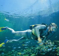 Kirra Reef Dive Site - Accommodation Bookings