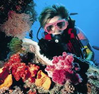 Cook Island Dive Site - Accommodation Bookings