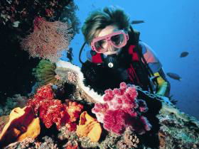 Nine Mile Reef Dive Site - Accommodation Bookings 0