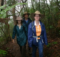 Mount Cougal Springbrook National Park - Accommodation Bookings