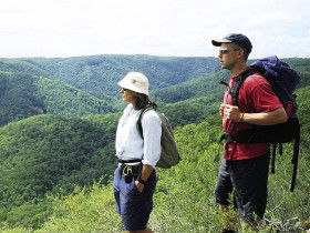 Sunshine Coast Hinterland Great! Walk - Accommodation Bookings 0