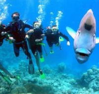 Magic Mountain Dive Site - Accommodation Bookings