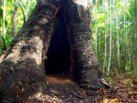 Tewantin National Park - Accommodation Bookings 0