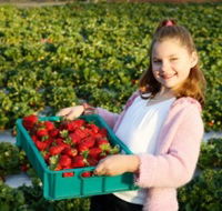 Strawberry Fields - Accommodation Bookings