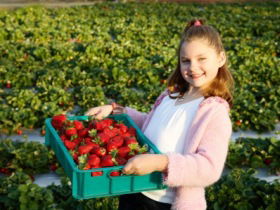 Strawberry Fields - Accommodation Bookings 0